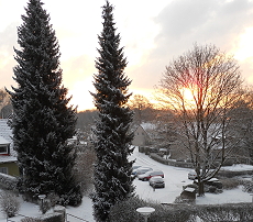 Fichten vor der T�r